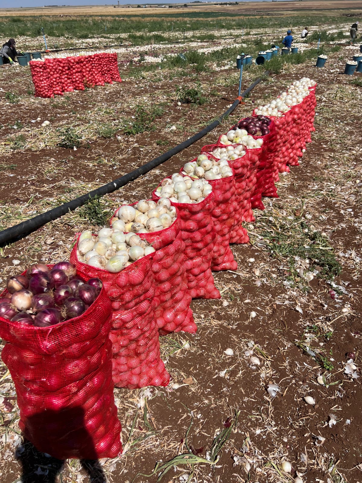 Fotoğraf 12
