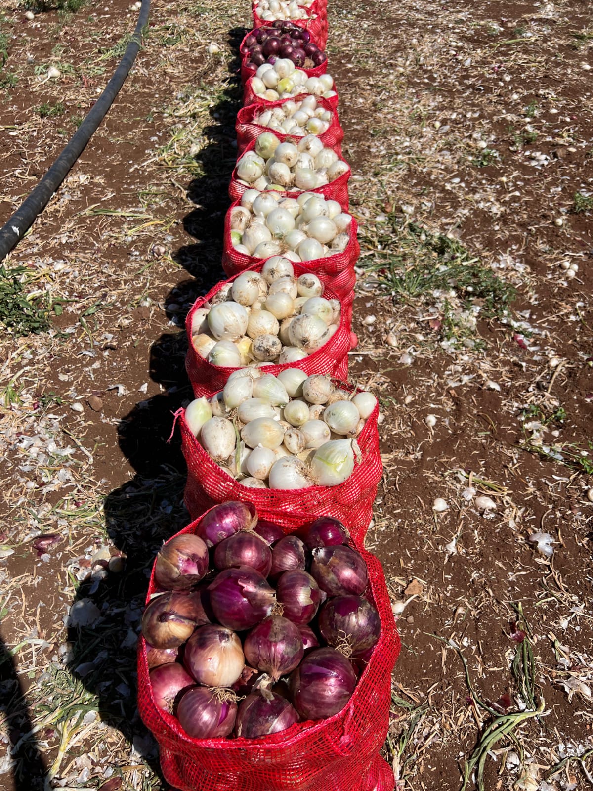 Fotoğraf 12